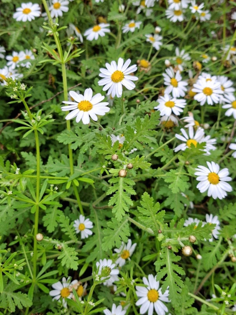 Argyranthemum adauctum subsp. jacobaeifolium photo 3