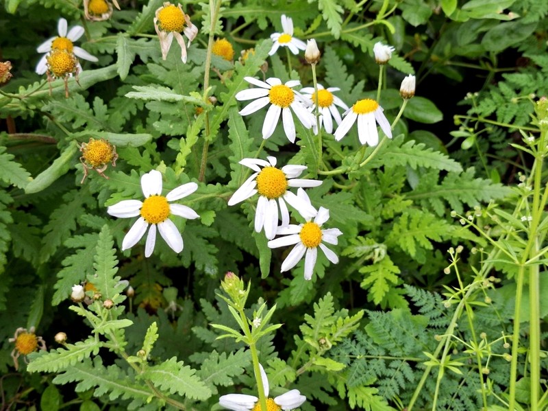 Argyranthemum adauctum subsp. jacobaeifolium photo 4