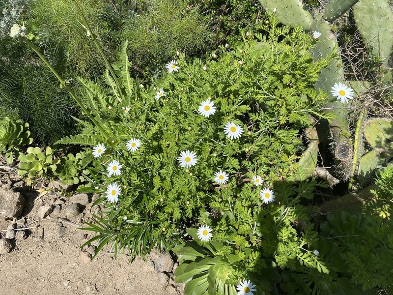 Argyranthemum broussonetii