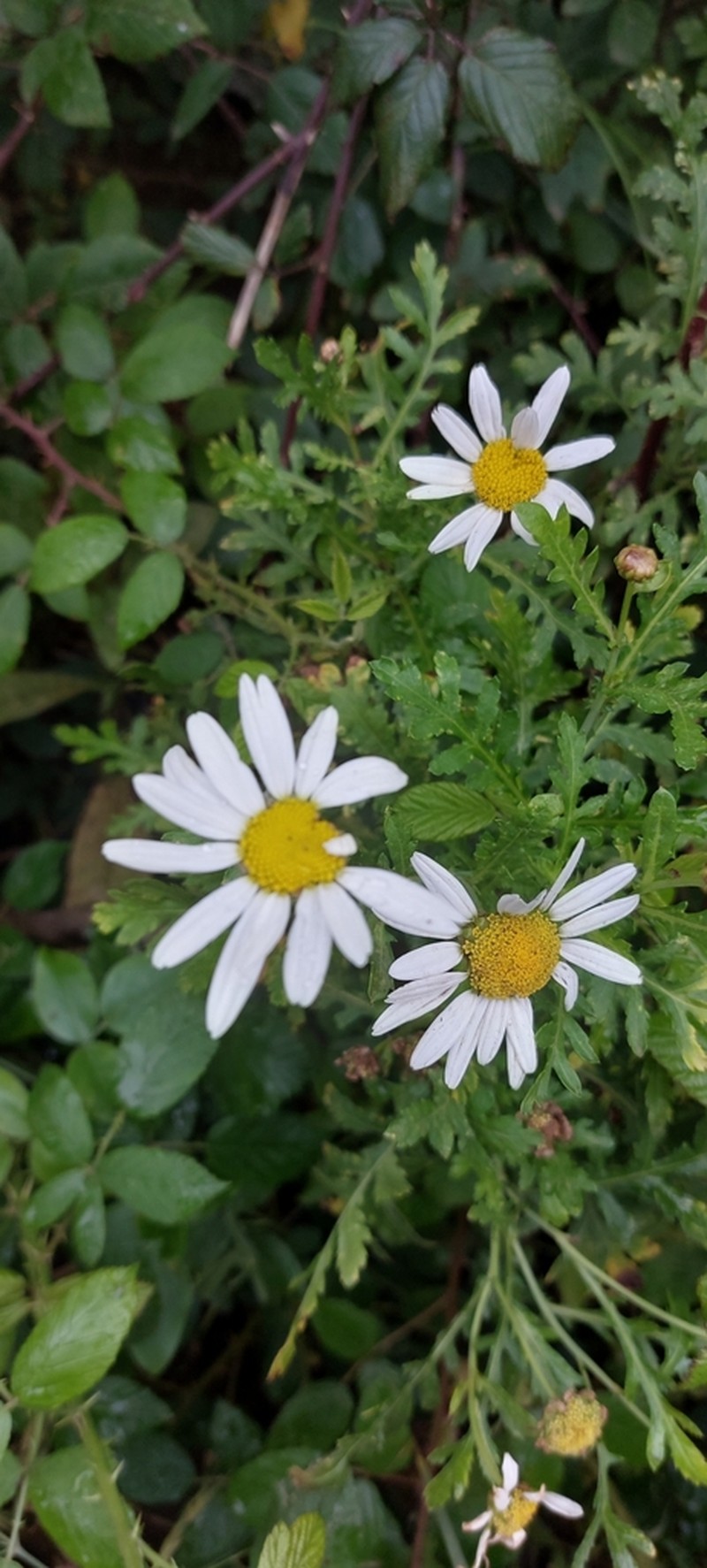 Argyranthemum broussonetii photo 2