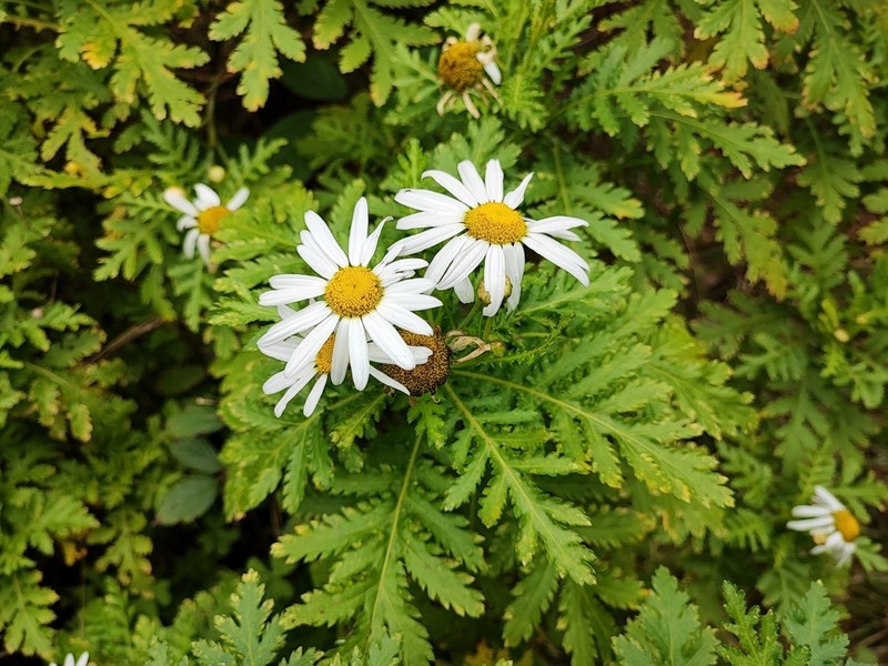 Argyranthemum broussonetii photo 3