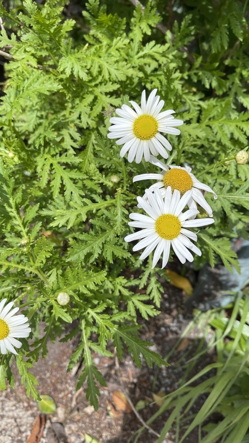 Argyranthemum broussonetii photo 4