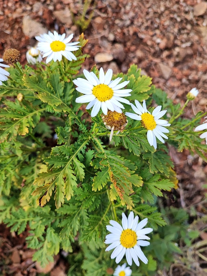 Argyranthemum broussonetii photo 5