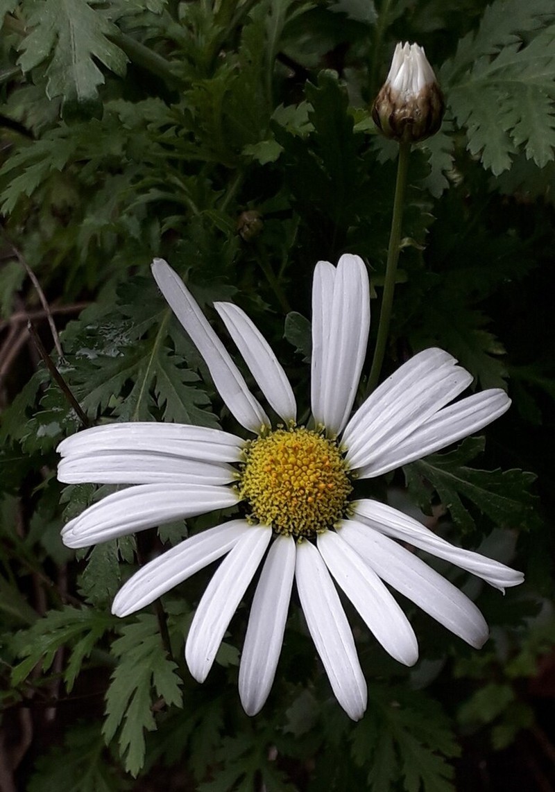 Argyranthemum broussonetii photo 8