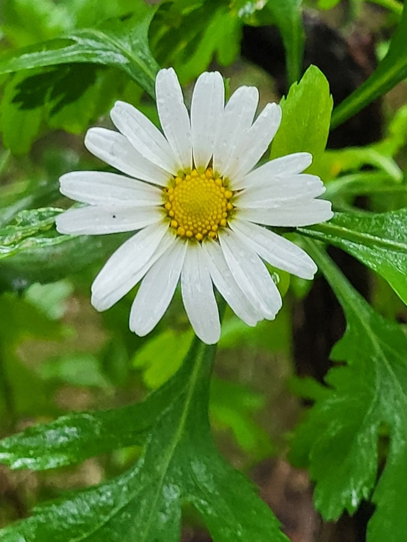 Argyranthemum callichrysum