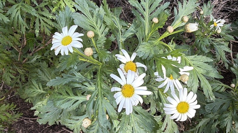 Argyranthemum callichrysum photo 2