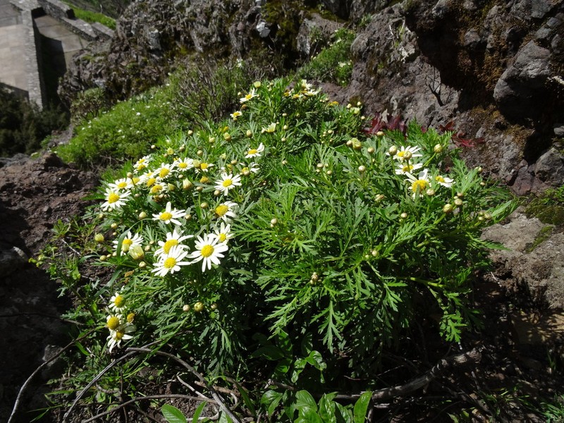 Argyranthemum callichrysum photo 3