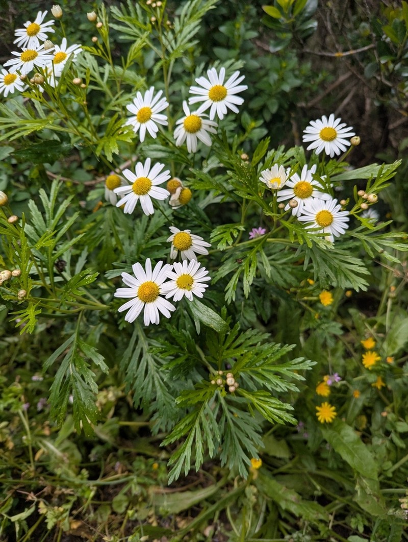 Argyranthemum callichrysum photo 4