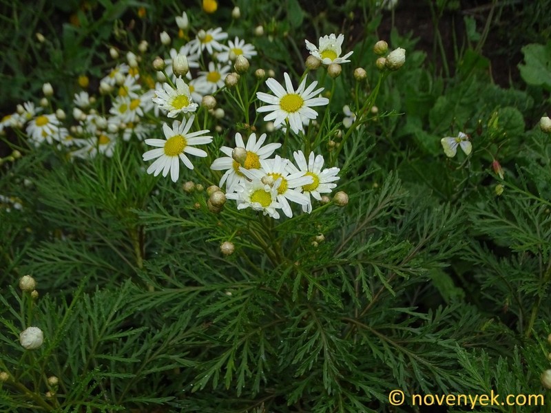 Argyranthemum callichrysum photo 5