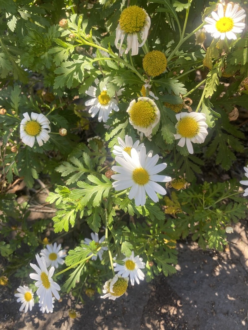 Argyranthemum callichrysum photo 6