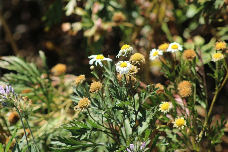 Argyranthemum callichrysum photo 7