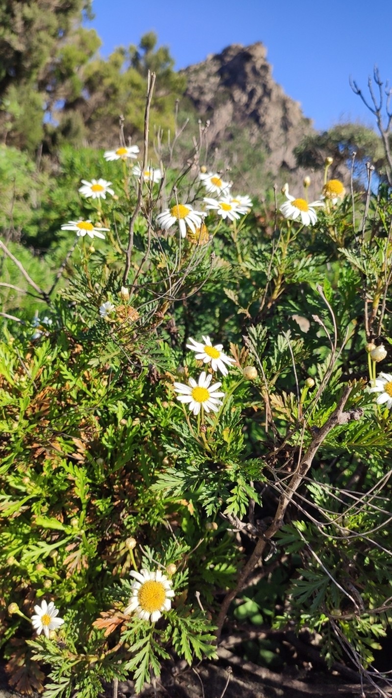 Argyranthemum callichrysum photo 8