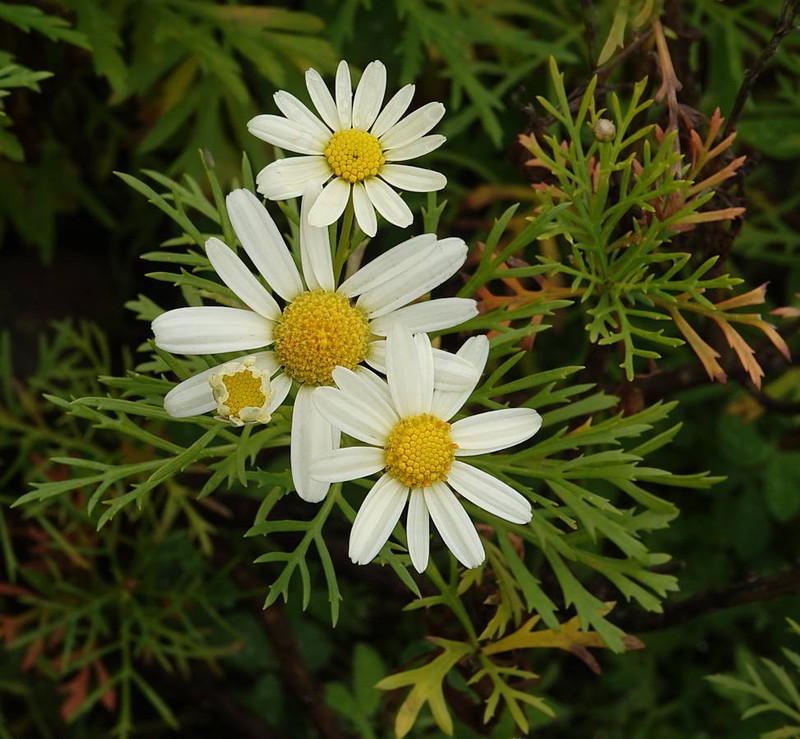 Argyranthemum callichrysum subsp. callichrysum