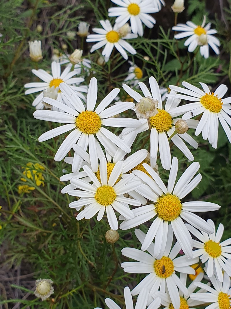 Argyranthemum callichrysum subsp. callichrysum photo 2