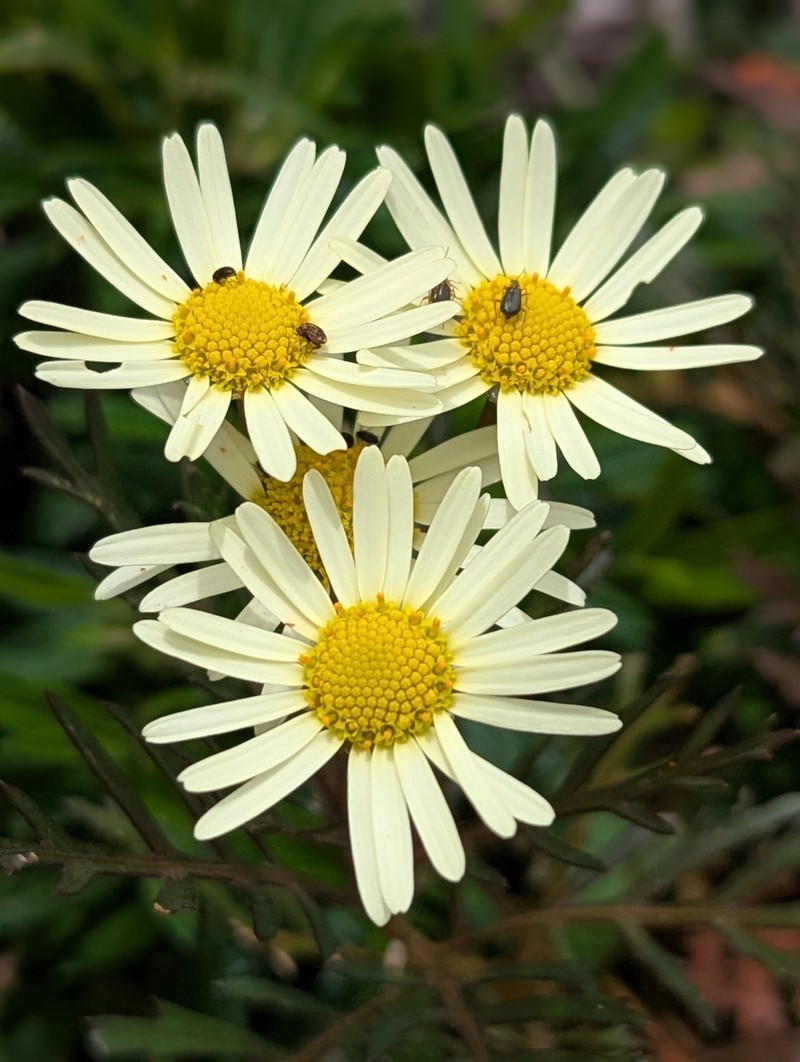 Argyranthemum callichrysum subsp. callichrysum photo 3