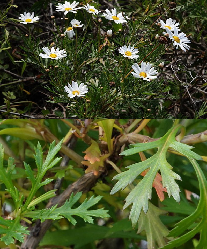 Argyranthemum callichrysum subsp. callichrysum photo 4