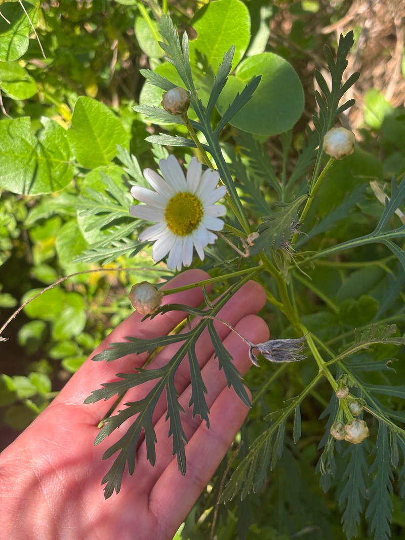 Argyranthemum callichrysum subsp. gomerensis photo 2