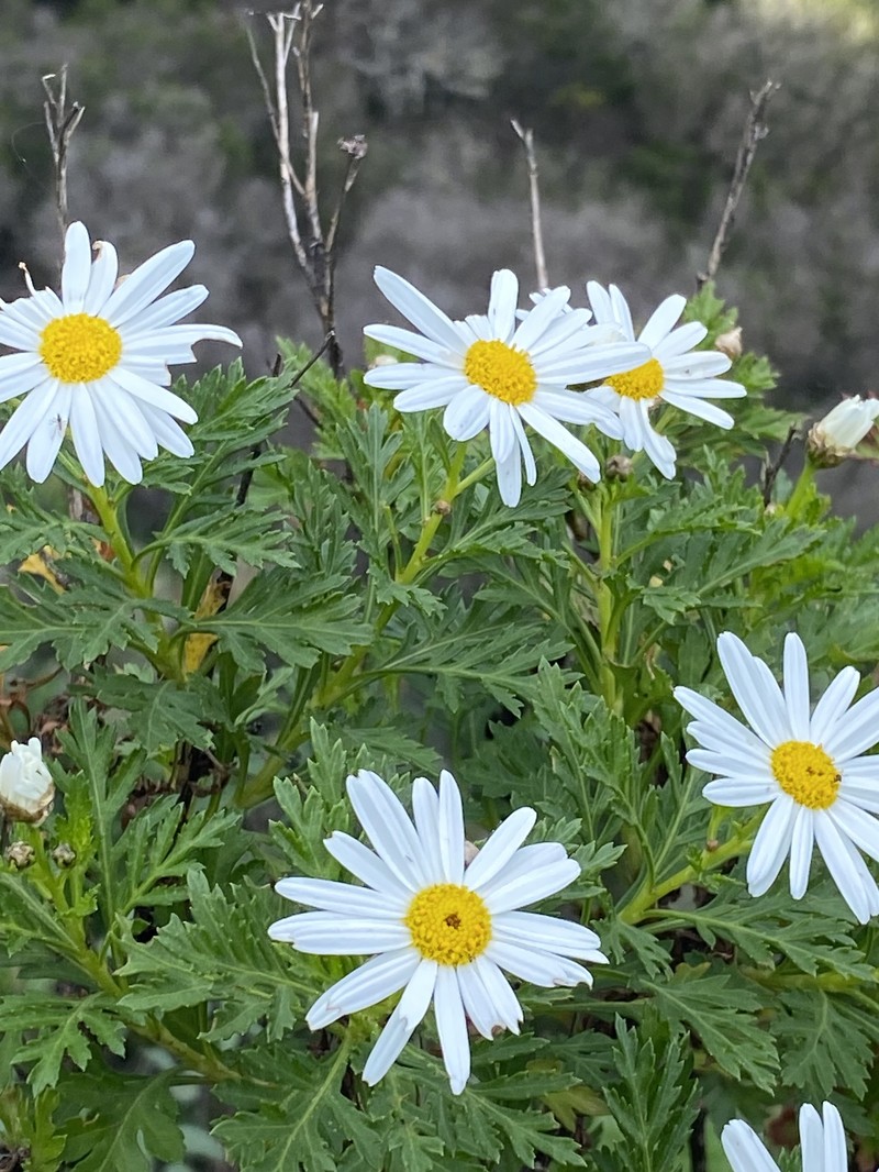 Argyranthemum callichrysum subsp. gomerensis photo 4