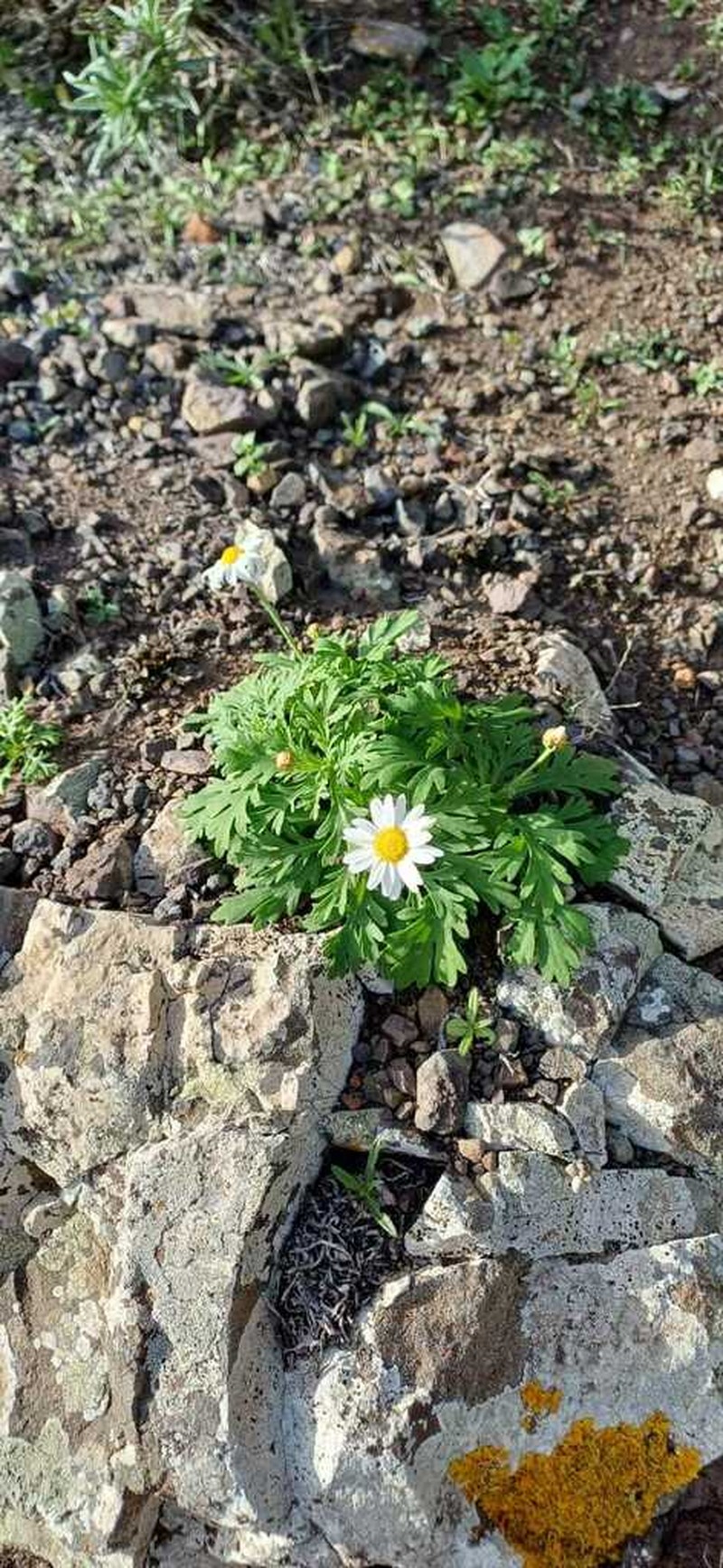 Argyranthemum coronopifolium