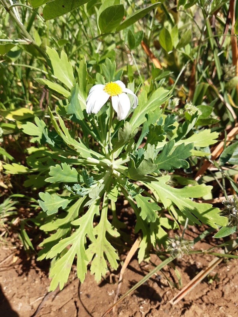 Argyranthemum coronopifolium photo 2