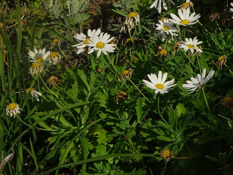Argyranthemum coronopifolium photo 3