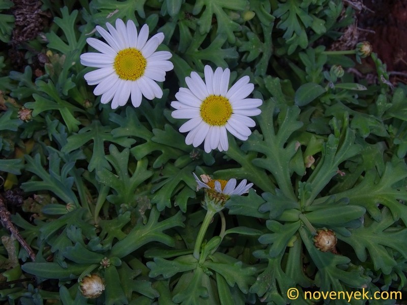 Argyranthemum coronopifolium photo 4