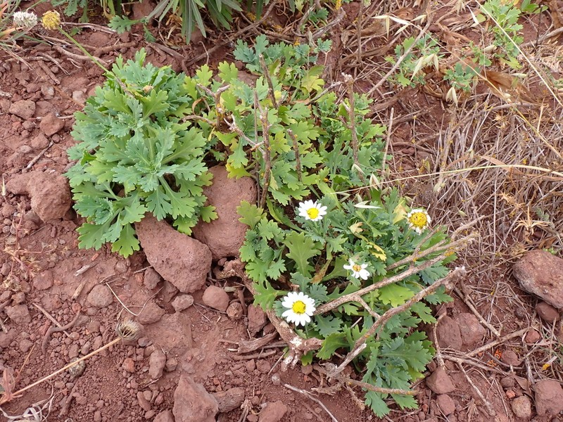 Argyranthemum coronopifolium photo 5