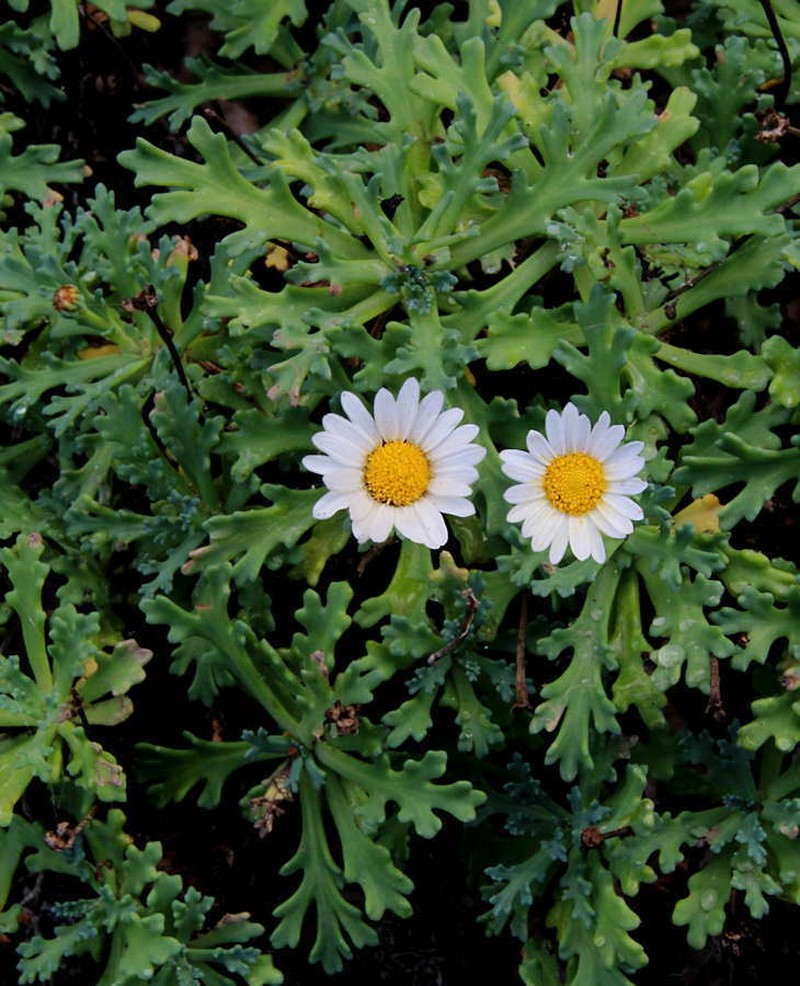 Argyranthemum coronopifolium photo 7