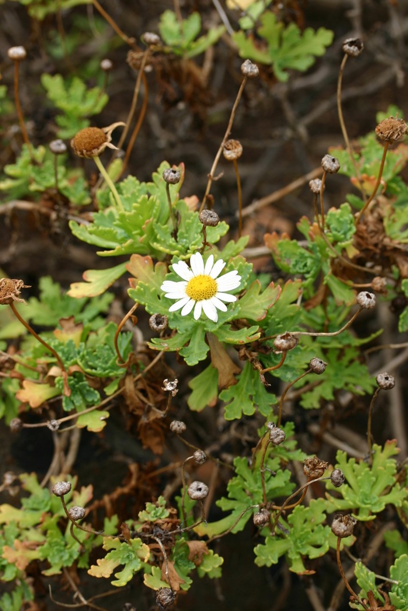 Argyranthemum coronopifolium photo 8