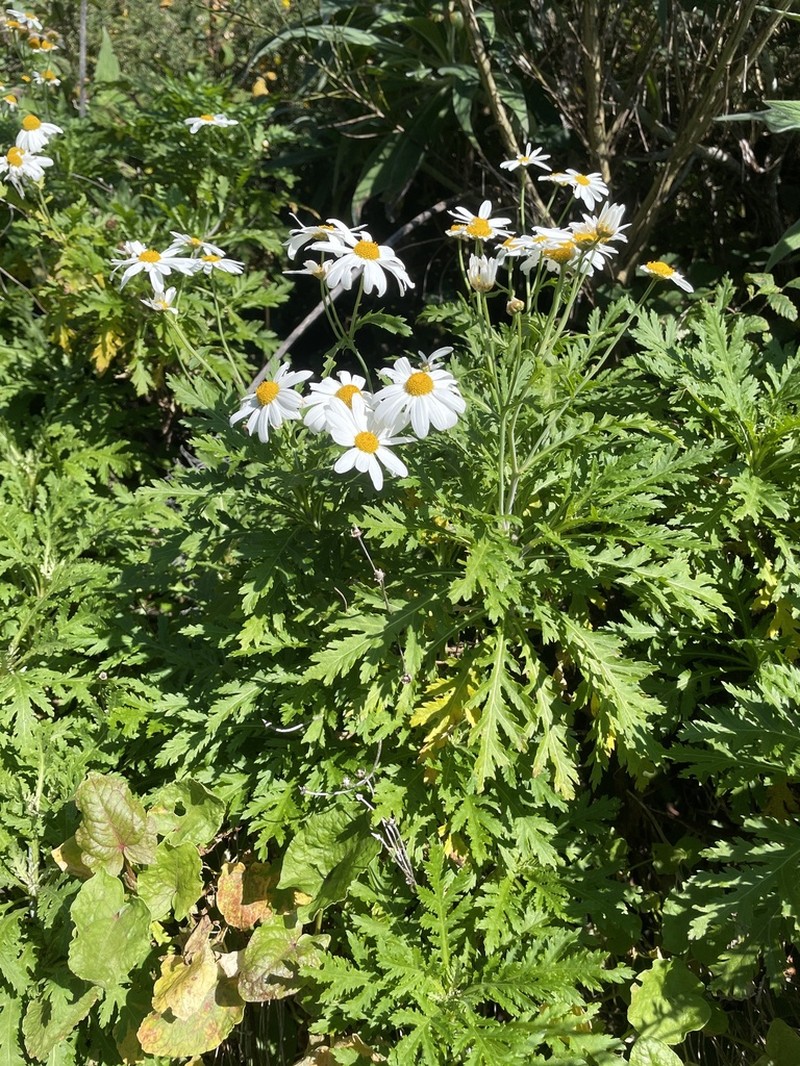 Argyranthemum dissectum