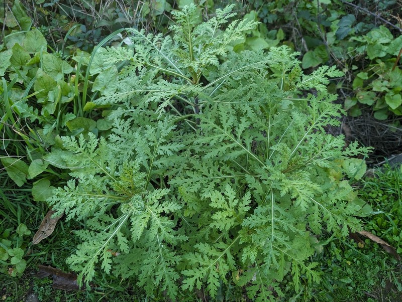 Argyranthemum dissectum photo 3