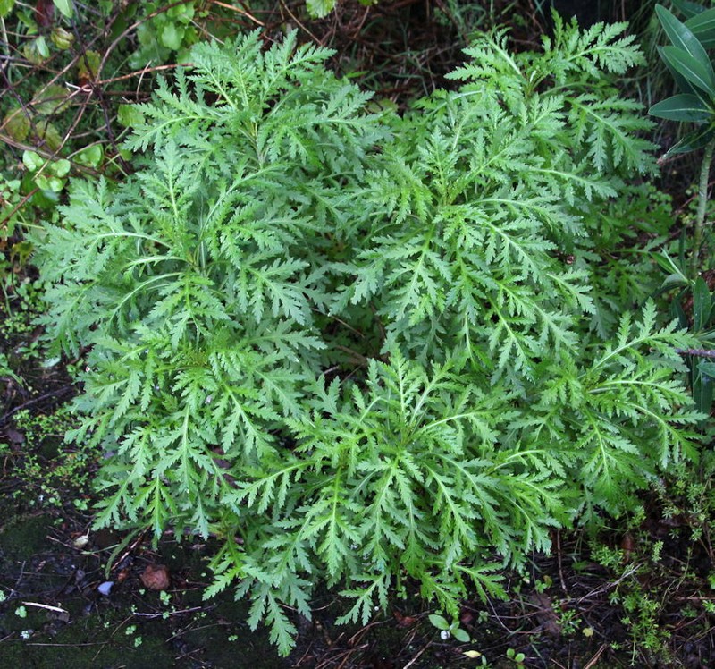 Argyranthemum dissectum photo 6
