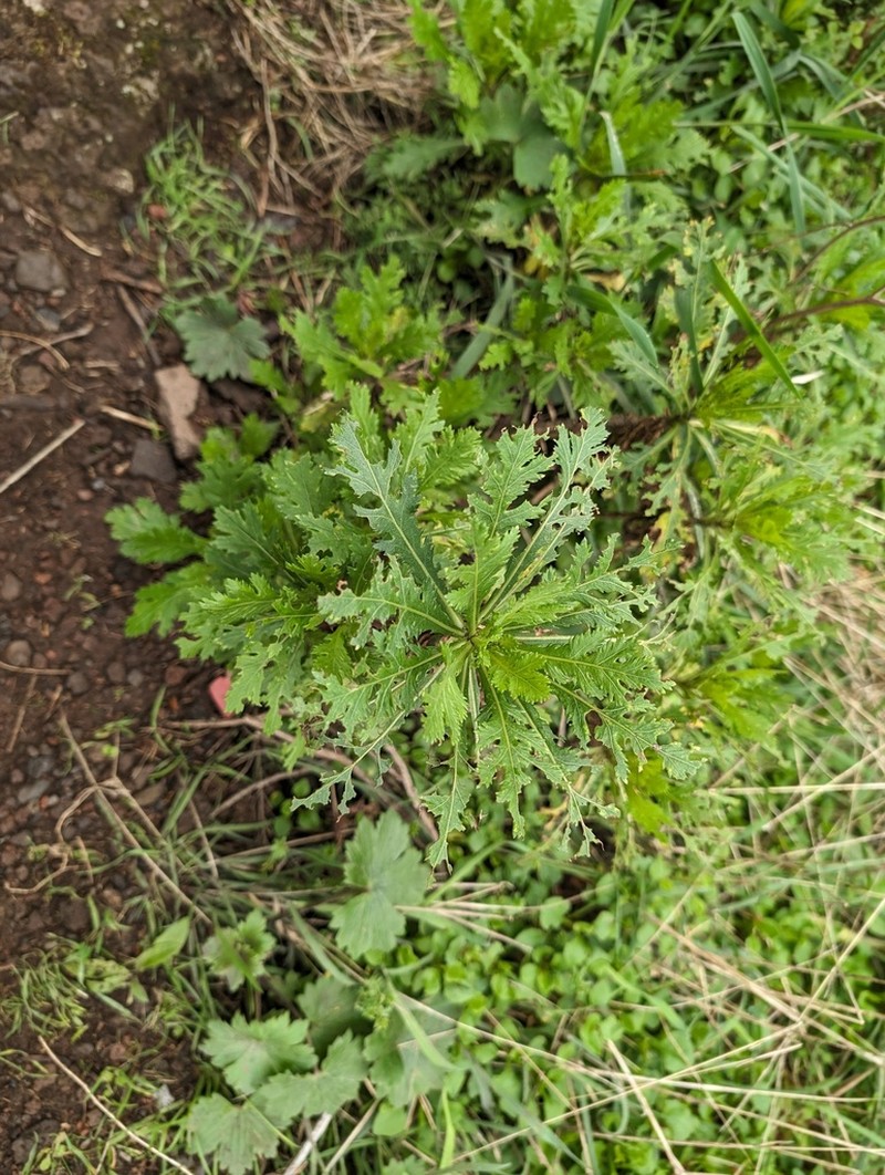 Argyranthemum dissectum photo 7