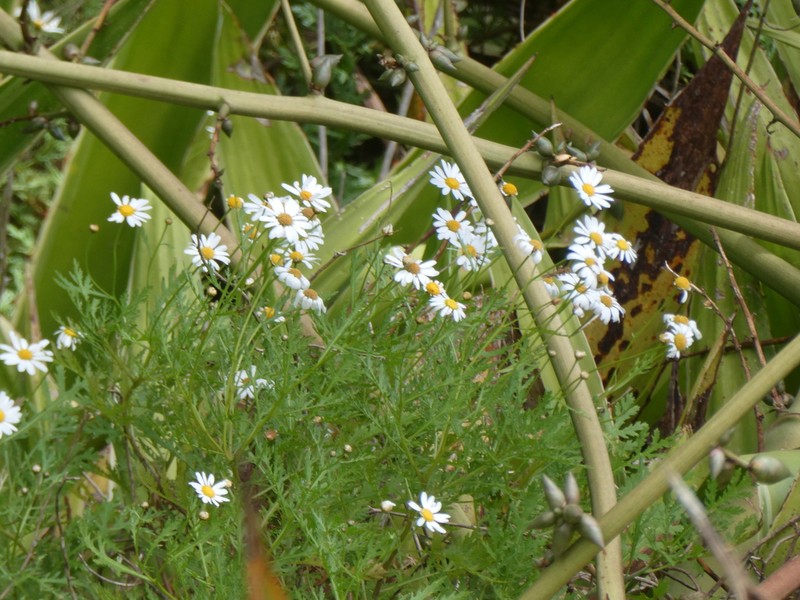 Argyranthemum dissectum photo 8