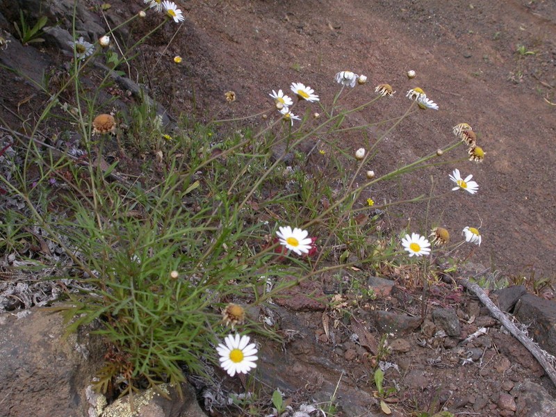Argyranthemum escarrei
