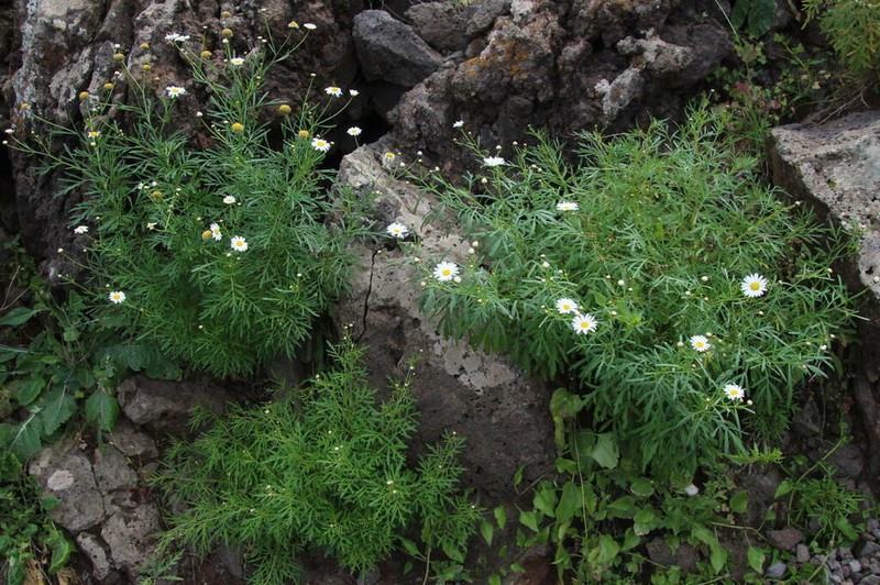 Argyranthemum escarrei photo 2