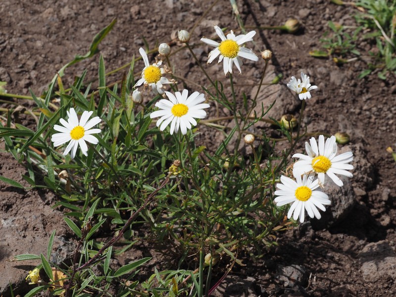 Argyranthemum escarrei photo 4