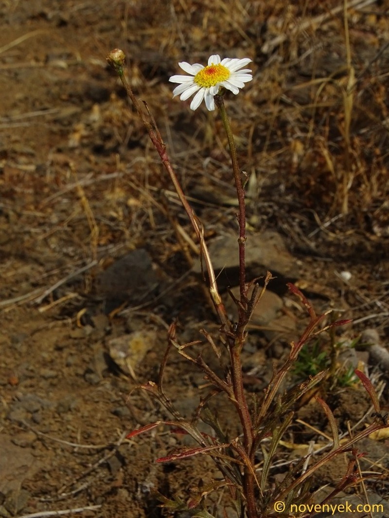 Argyranthemum escarrei photo 5