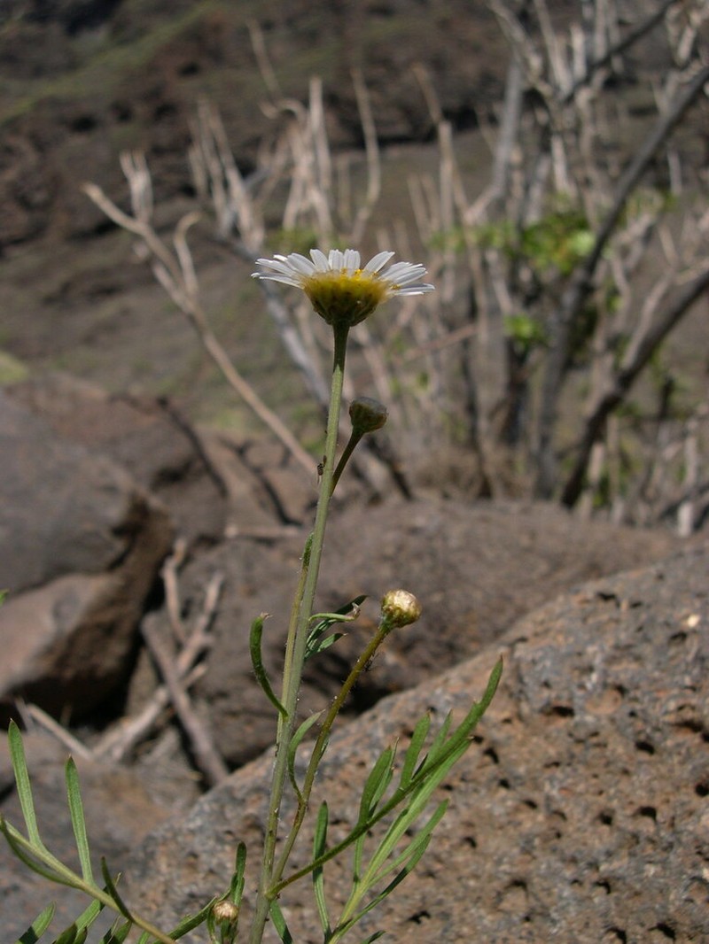 Argyranthemum escarrei photo 6