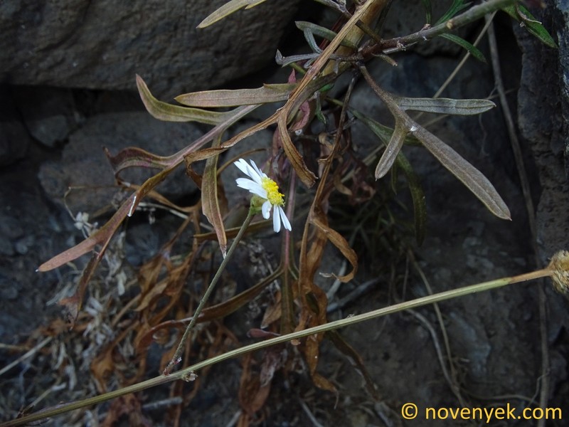 Argyranthemum escarrei photo 7