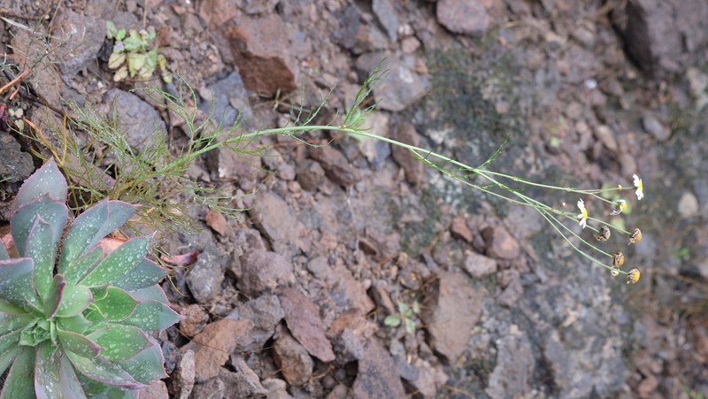 Argyranthemum filifolium