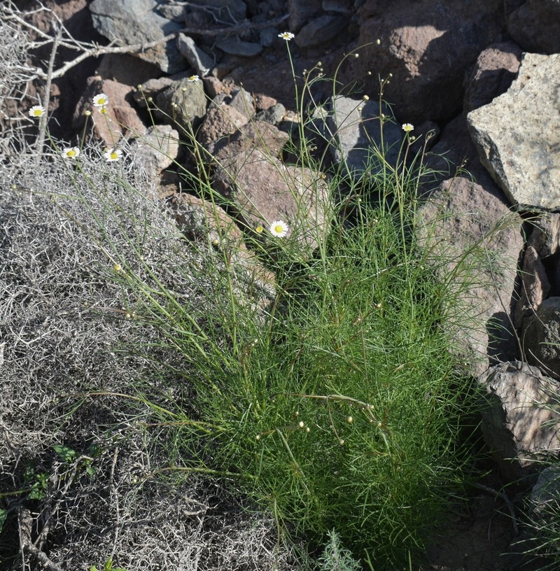 Argyranthemum filifolium photo 2