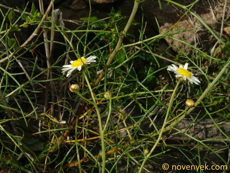 Argyranthemum filifolium photo 3