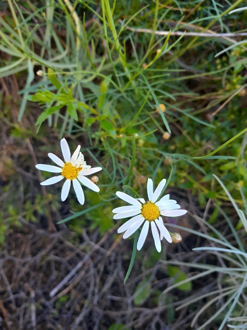 Argyranthemum filifolium photo 4