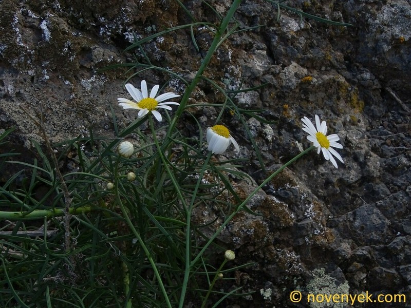 Argyranthemum filifolium photo 5