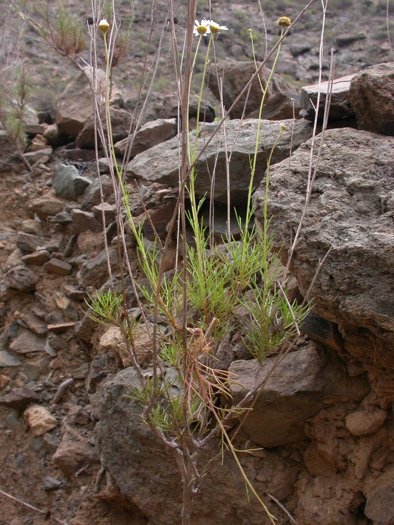 Argyranthemum filifolium photo 6