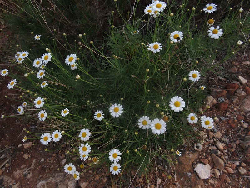 Argyranthemum filifolium photo 7