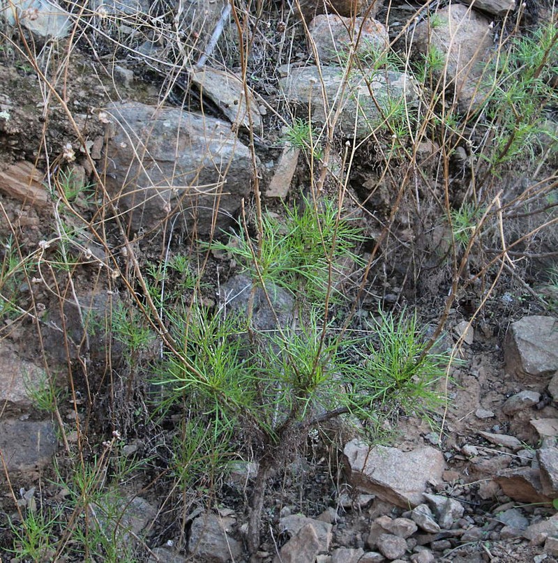 Argyranthemum filifolium photo 8