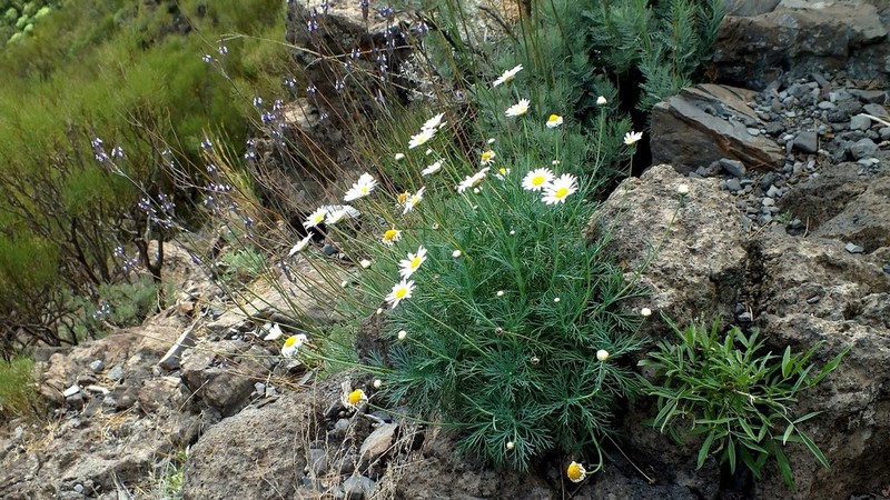 Argyranthemum foeniculaceum photo 2