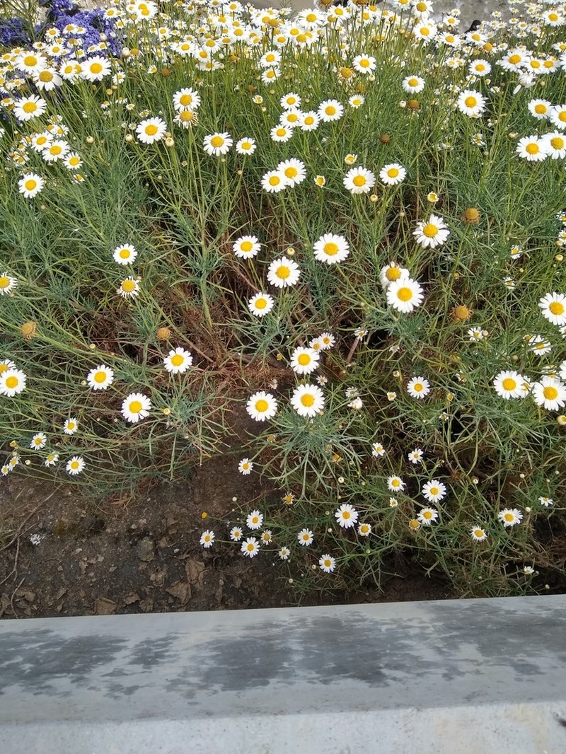Argyranthemum foeniculaceum photo 3